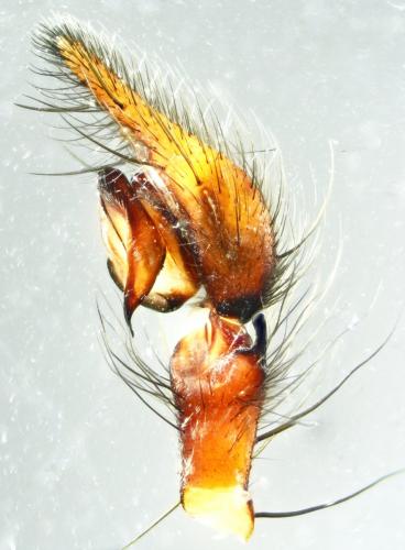 Eratigena saeva